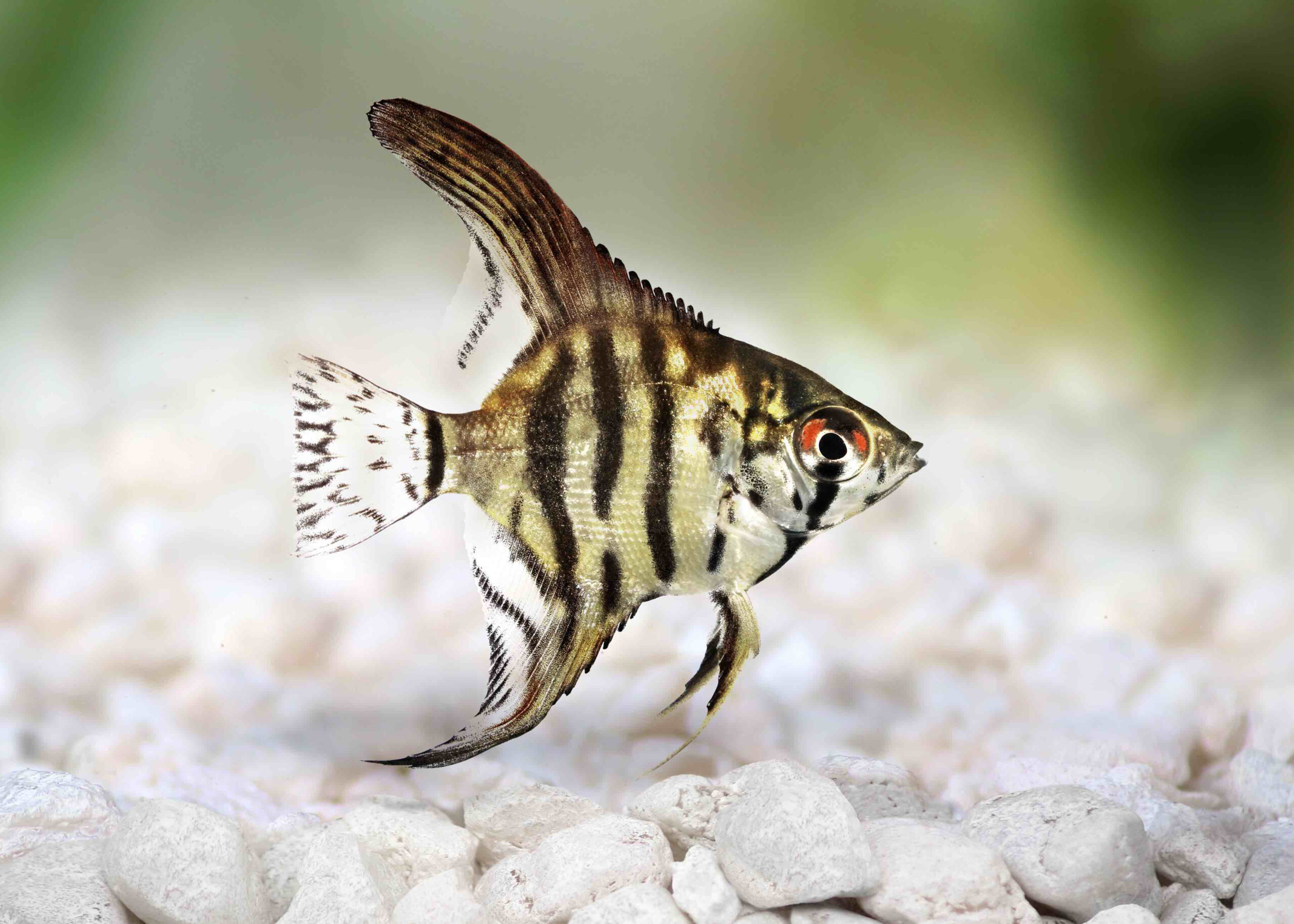 Angel fish