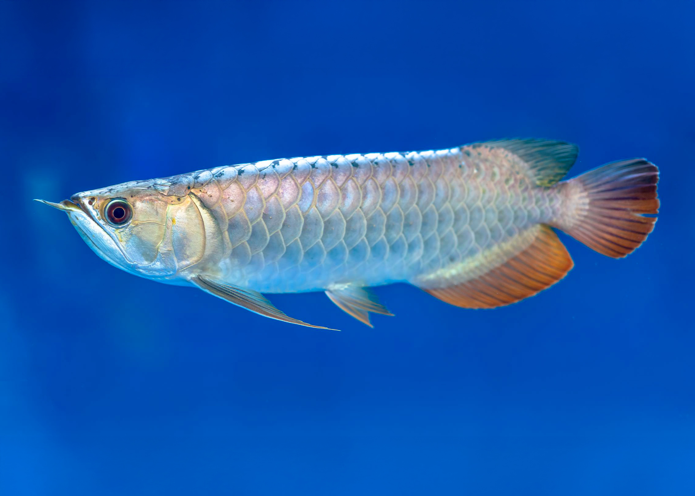 Arowana