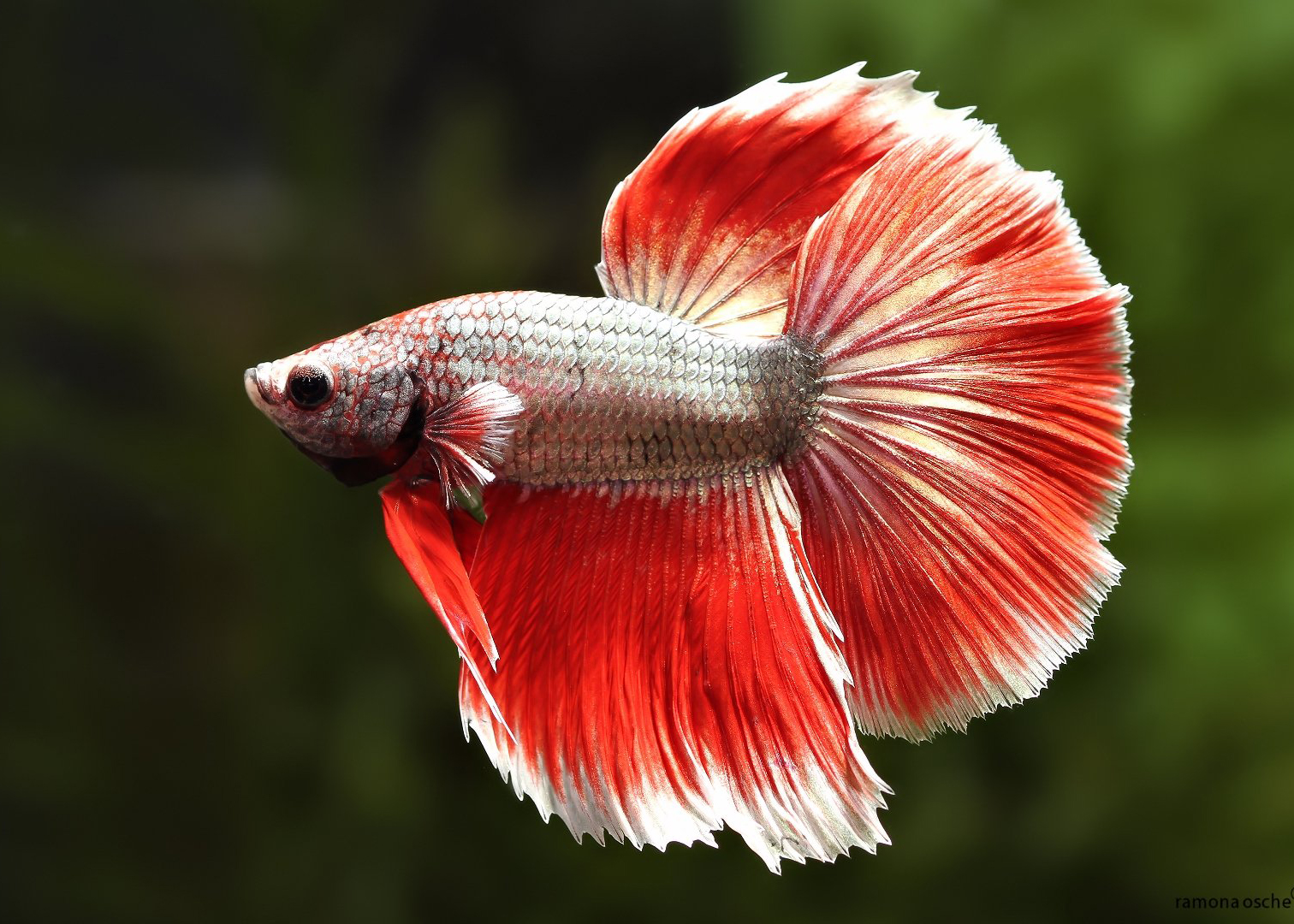 Betta