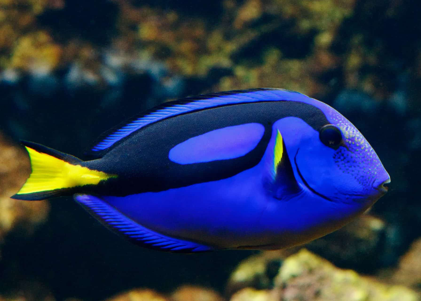 Blue Tang