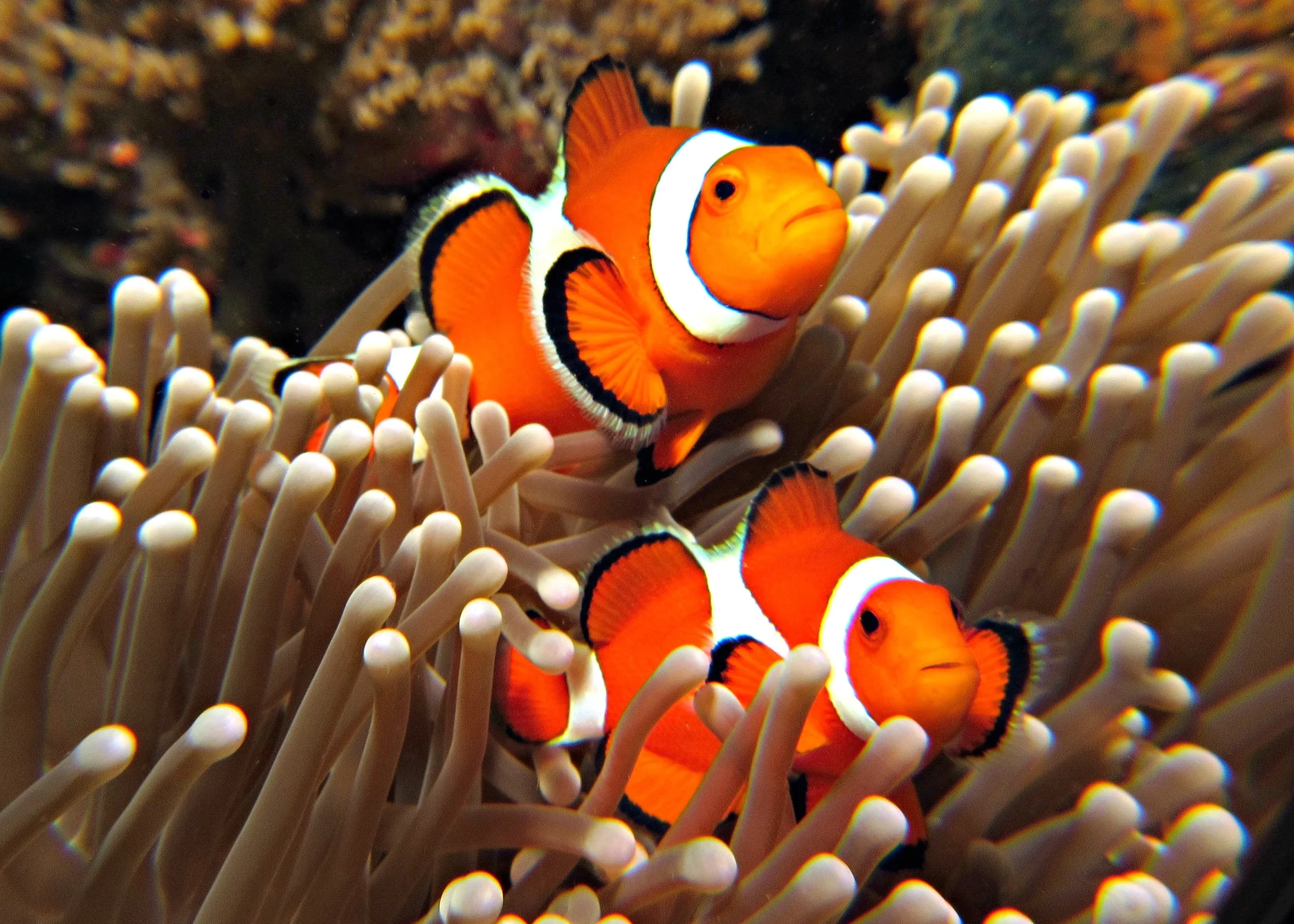 Clown Fish