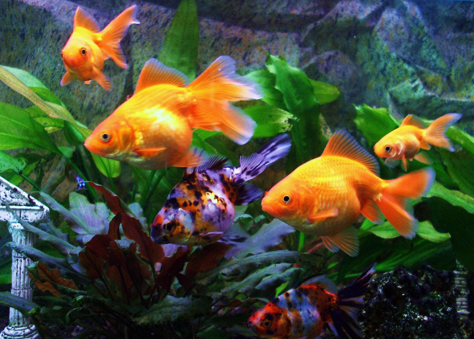 Gold fish