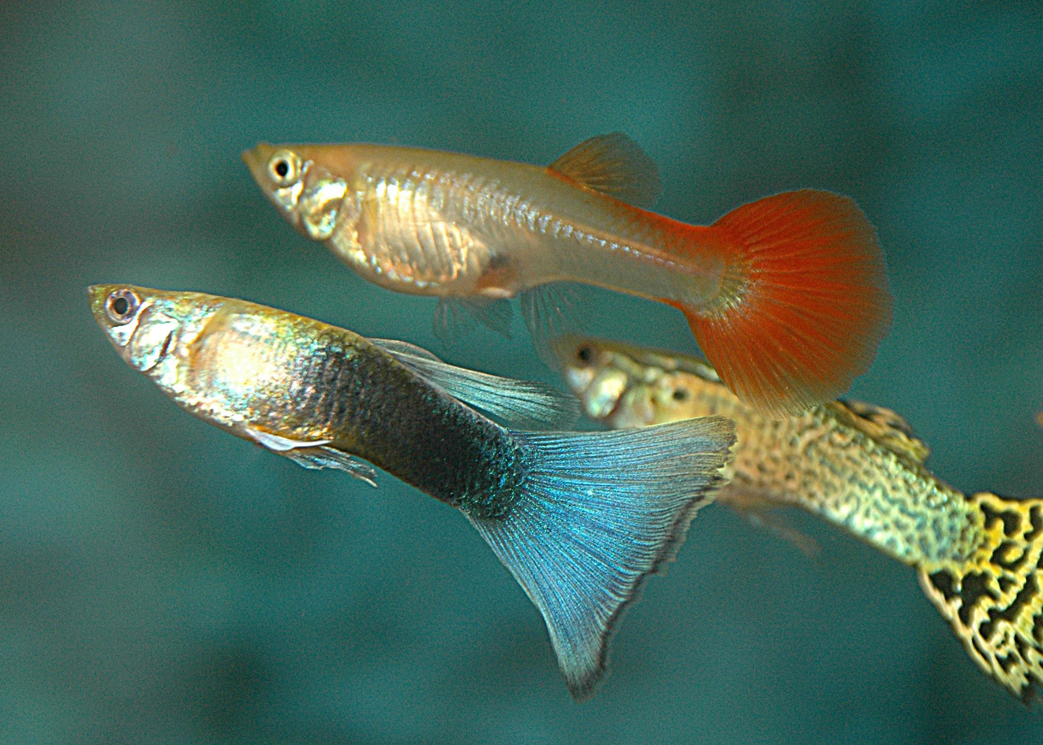 Guppy