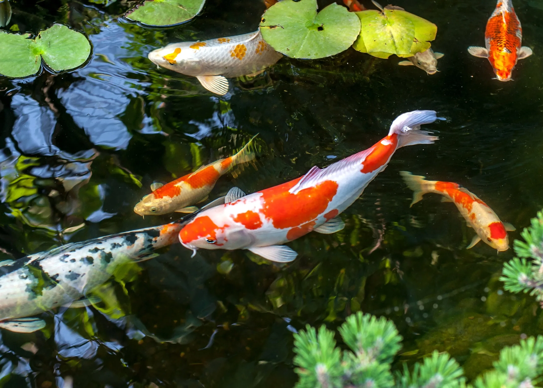 Koi