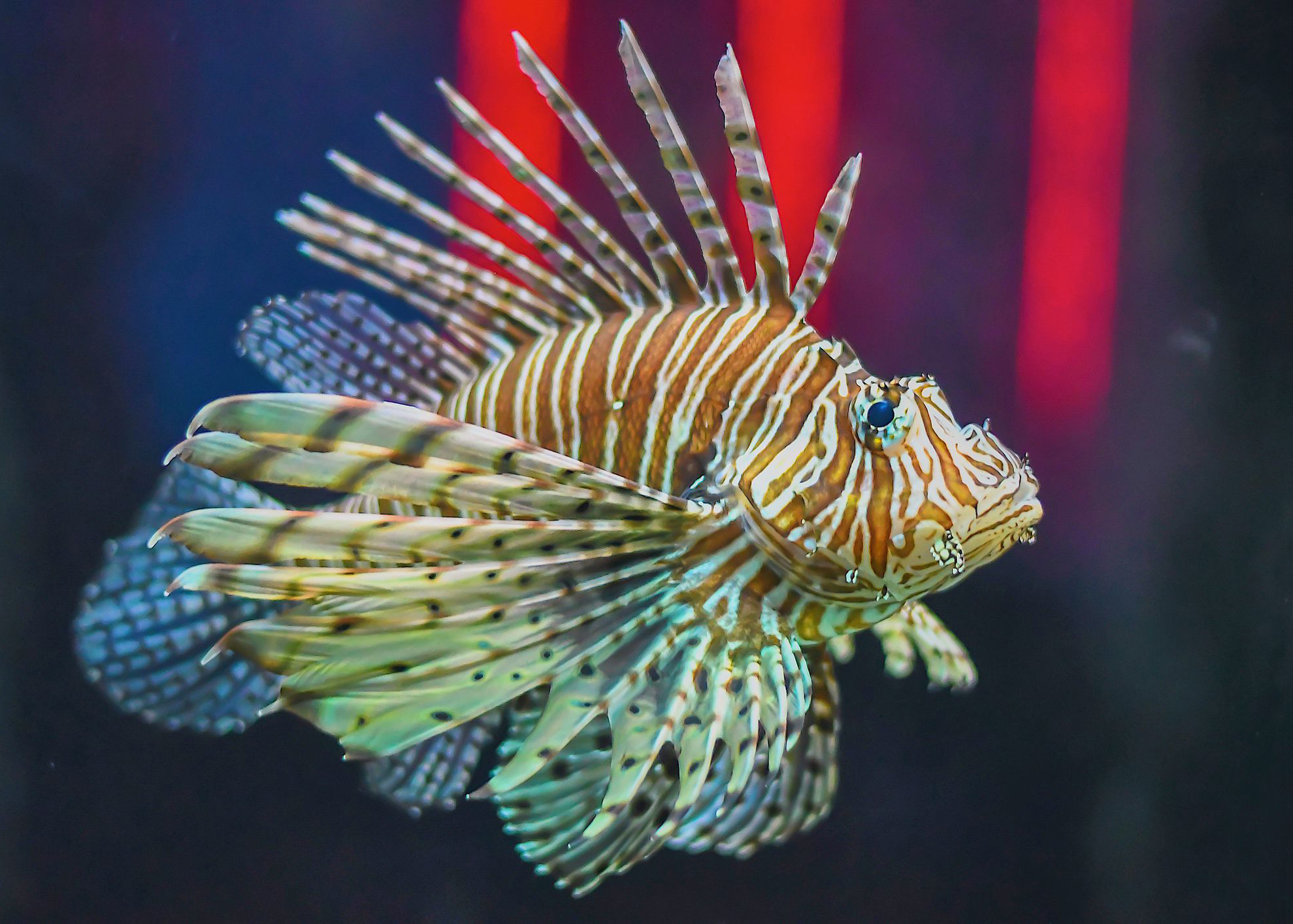 Lion Fish