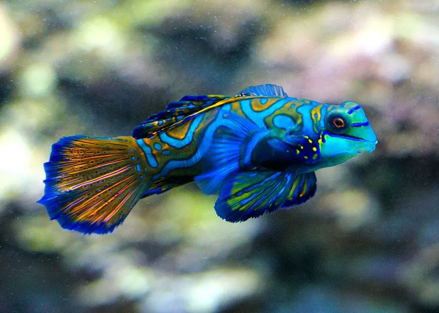 Mandarin Fish