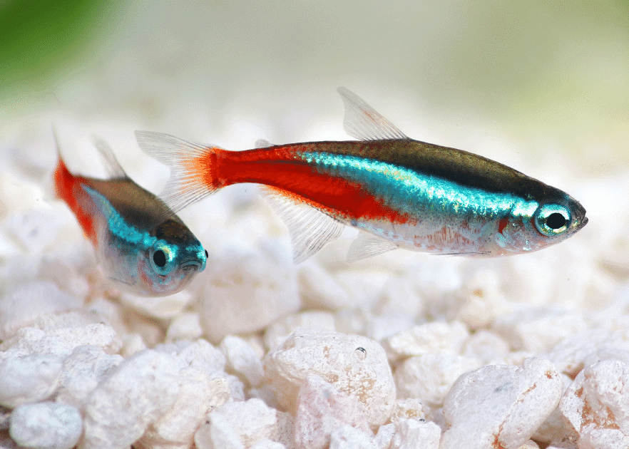 Tetra