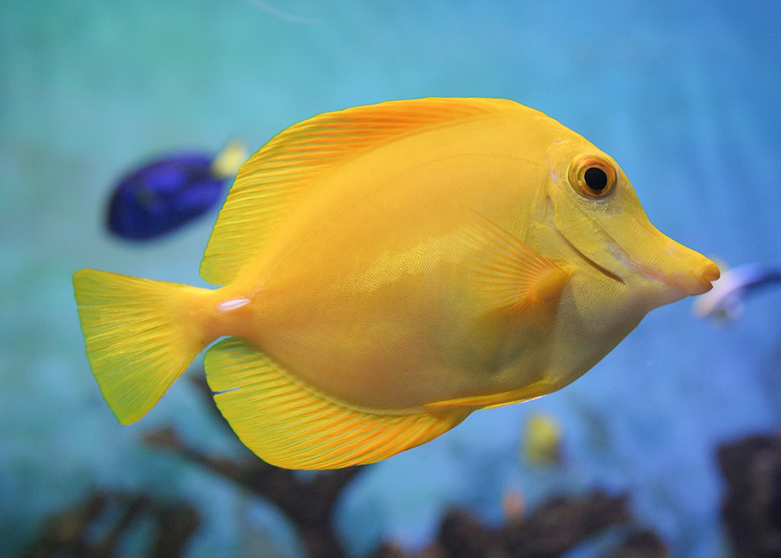 Yellow-tang