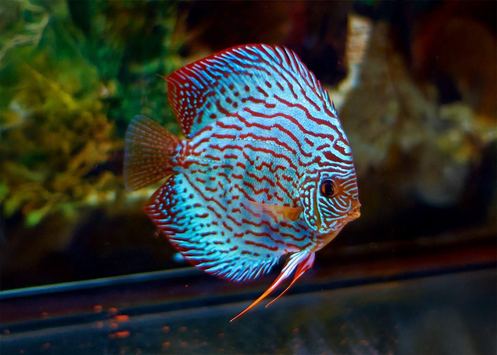 Discus Fish