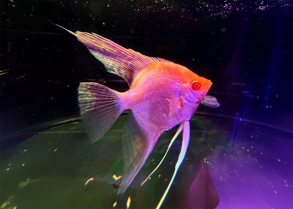 Platinum Albino Angelfish (Pterophyllum scalare)